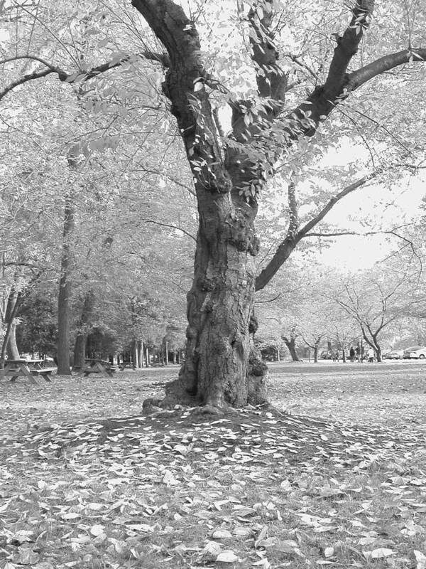 Brandywine Park Art Print featuring the photograph Dance of the Trees by Emery Graham