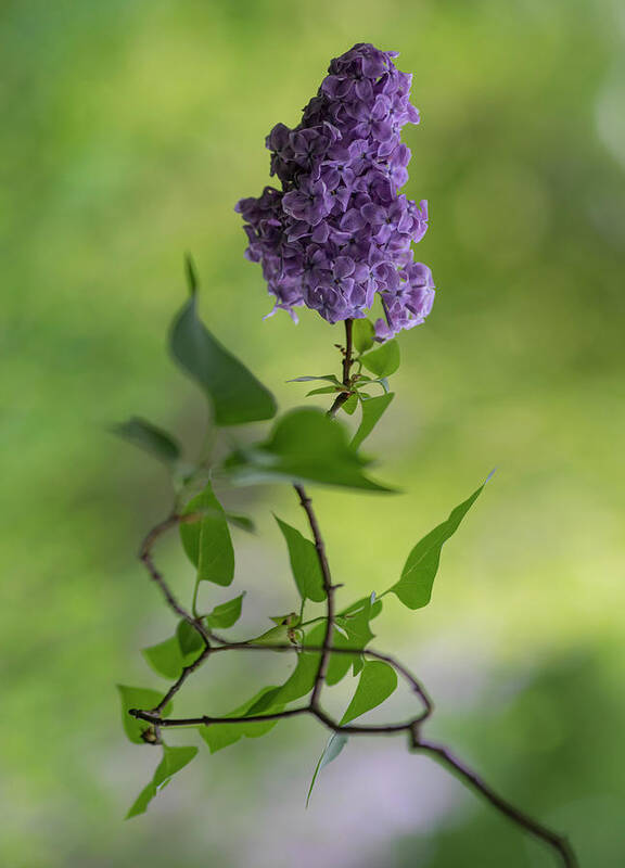 Flower Art Print featuring the photograph Dark violet lilac by Jaroslaw Blaminsky