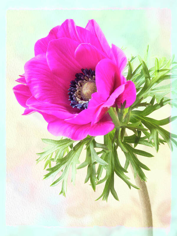 Flower Art Print featuring the photograph Dazzling beauty. by Usha Peddamatham