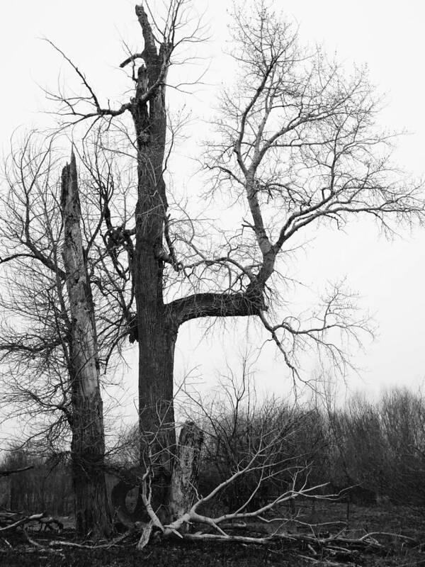 Tree Art Print featuring the photograph Dead Tree Ten Mile Creek by Dutch Bieber