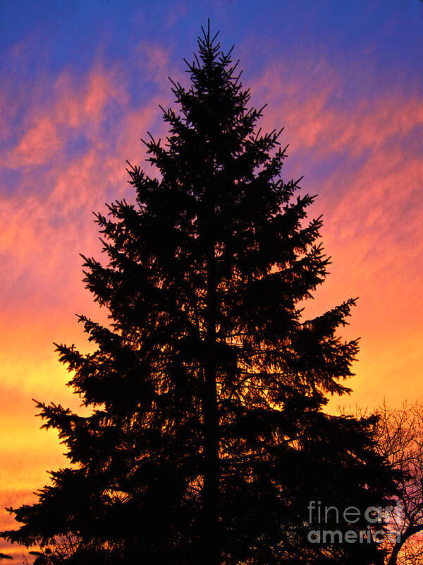 Christmas Tree Art Print featuring the photograph December Sunset by Mark Miller