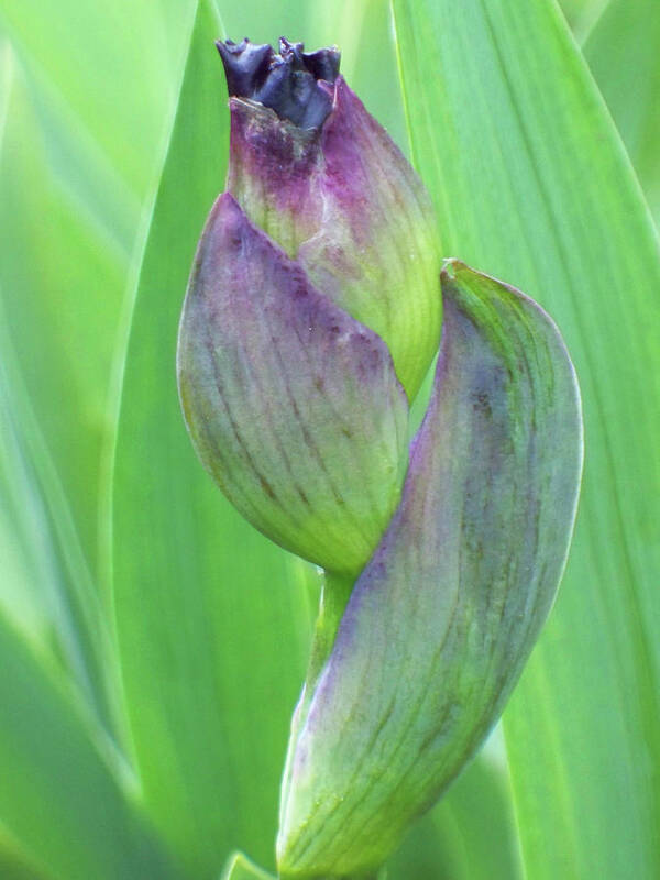 Flowers Art Print featuring the photograph Deep Purple Promise by Cris Fulton