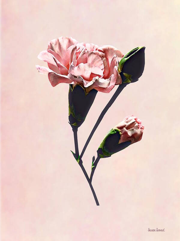 Carnation Art Print featuring the photograph Delicate Carnation Wtih Buds by Susan Savad
