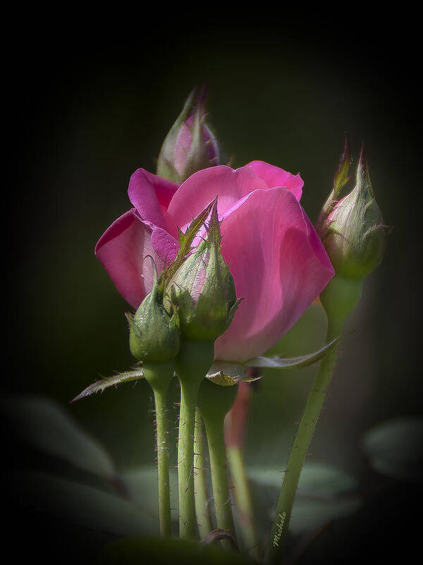 Rose Art Print featuring the photograph Delicate Rose with Buds by Michele A Loftus