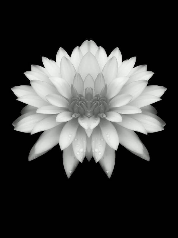 Delicate Art Print featuring the photograph Delicate White Petals by Heather Joyce Morrill