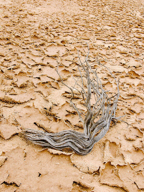 Gnarled Art Print featuring the photograph Desert Wood by Mike Evangelist