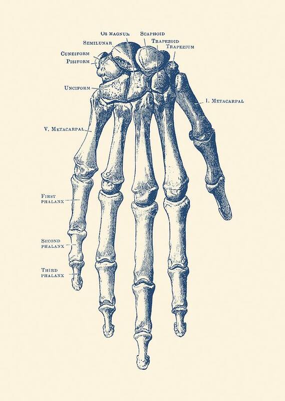 Skeleton Hand Art Print featuring the drawing Down Facing Hand Skeletal Diagram - Anatomy Print by Vintage Anatomy Prints