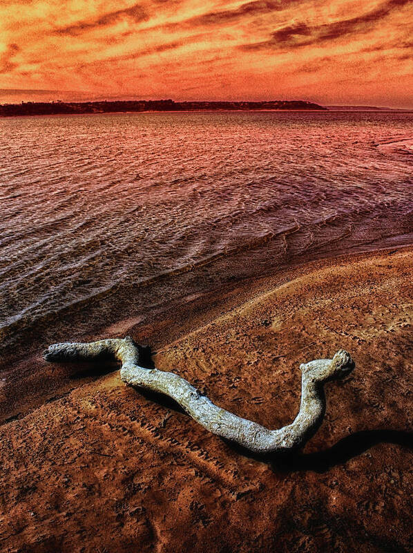 Lake Art Print featuring the photograph Driftwood 2 by Jim Painter