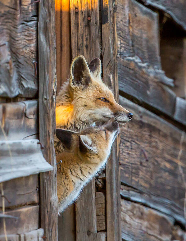 Fox Art Print featuring the photograph Early Teachings by Kevin Dietrich