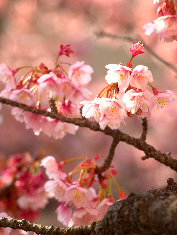Cherry Blossom Art Print featuring the photograph Early Cherry Blossoms by Yuka Kato