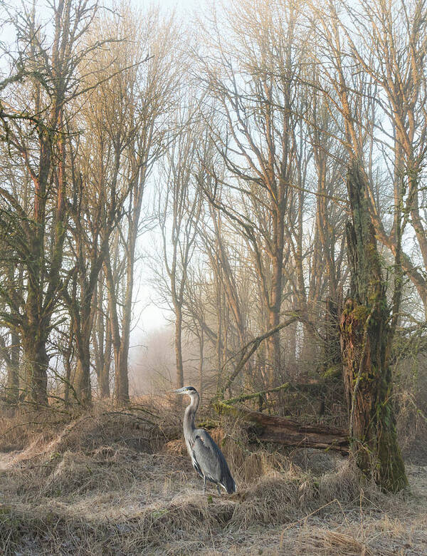 Woods Art Print featuring the photograph Early Morning in the Backwoods by Angie Vogel