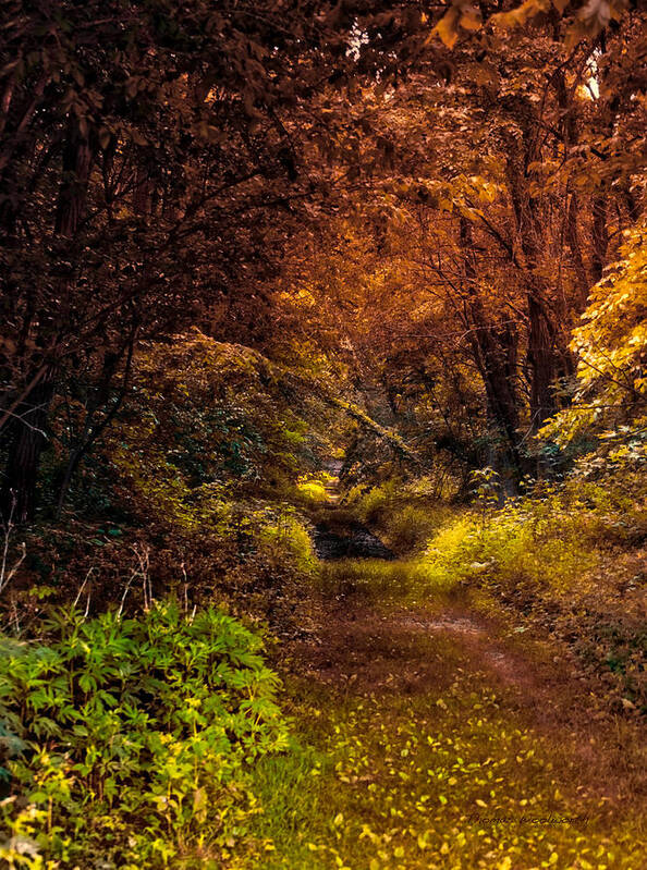 Autumn Art Print featuring the photograph Earth Tones In A Illinois Woods by Thomas Woolworth