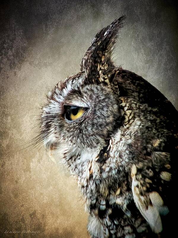 Screech Owl Art Print featuring the photograph Eastern Gray Morph Screech Owl Profile by Melissa Bittinger