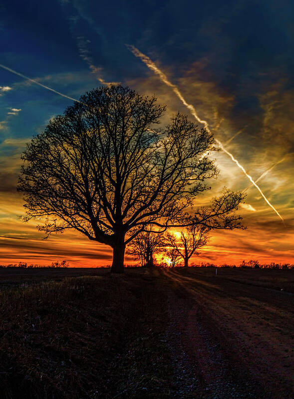 Tree Art Print featuring the photograph End of the Day by Joe Holley