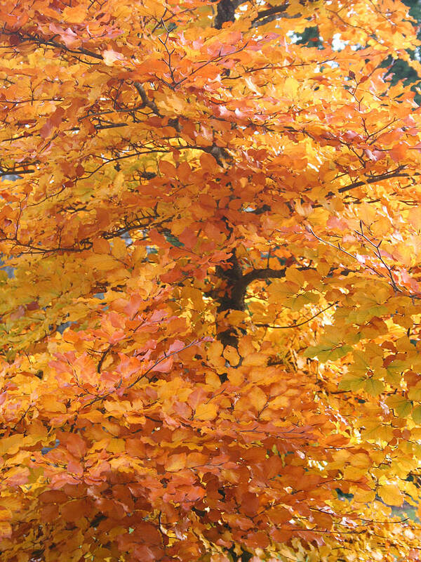 Fall Art Print featuring the photograph Fall Colors by Mary Gaines