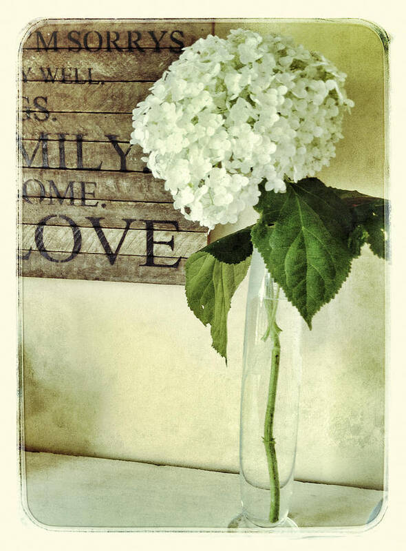 Hydrangea Art Print featuring the photograph Family, Home, Love by Jill Love