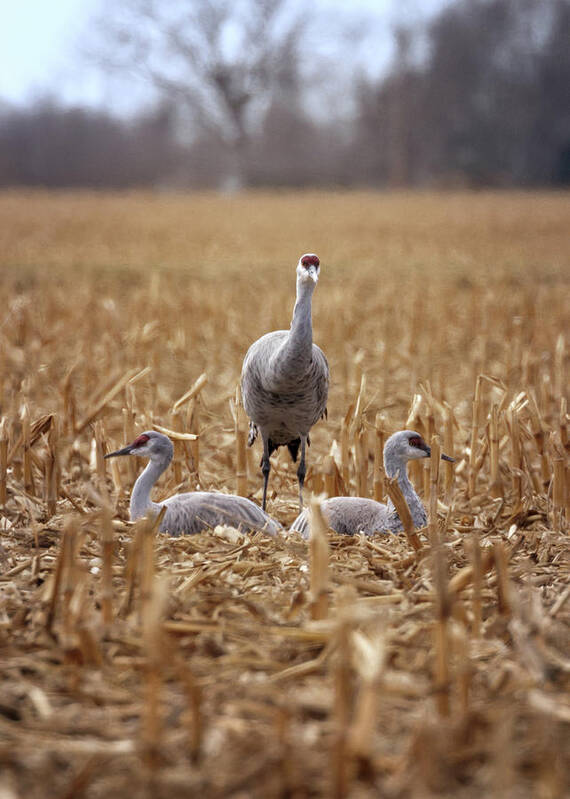 Sandhill Cranes Art Print featuring the photograph Family of Three by Susan Rissi Tregoning