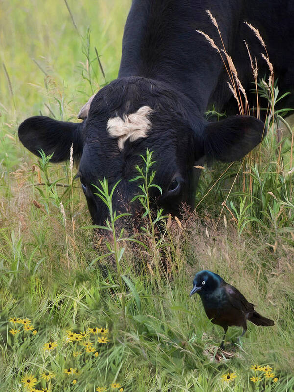 Cow Art Print featuring the photograph Farm Friends by Robin-Lee Vieira