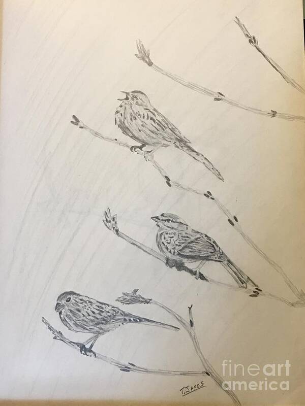 Sparrows Art Print featuring the drawing Feathers Friends by Thomas Janos