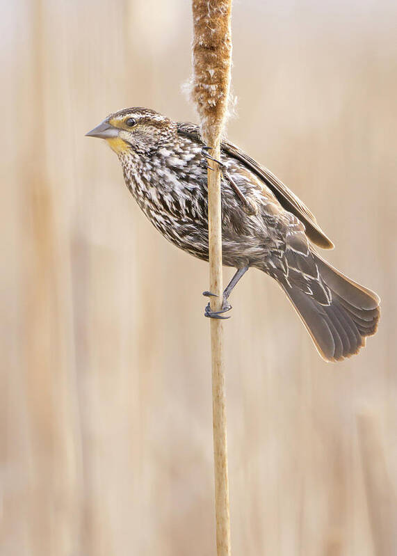Red-winged Blackbird Art Print featuring the photograph Female Red-winged Blackbird by Jim Hughes