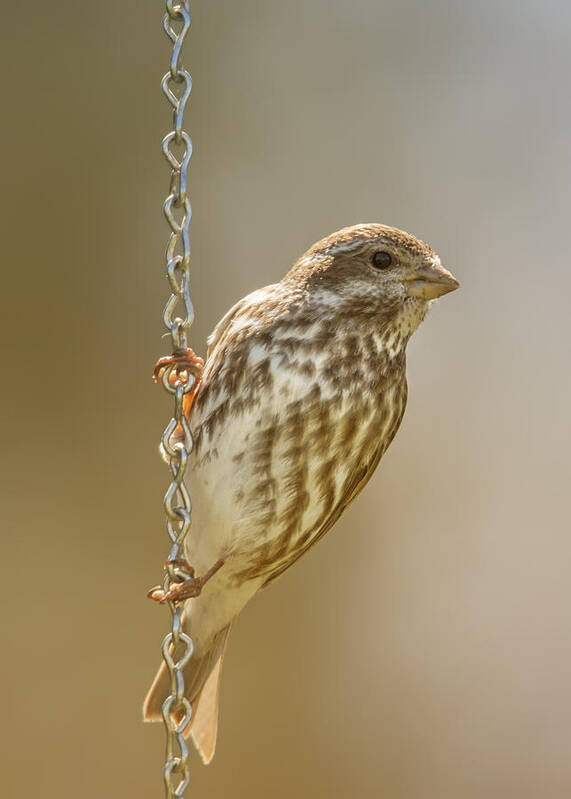 Birding Art Print featuring the photograph Finch On Chains by Bill and Linda Tiepelman