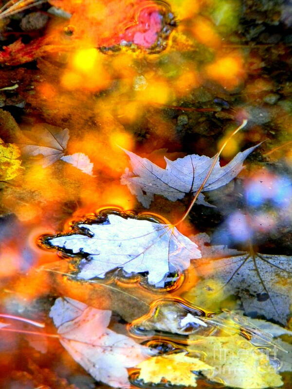 Maple Leaves Art Print featuring the photograph Floating by Elfriede Fulda