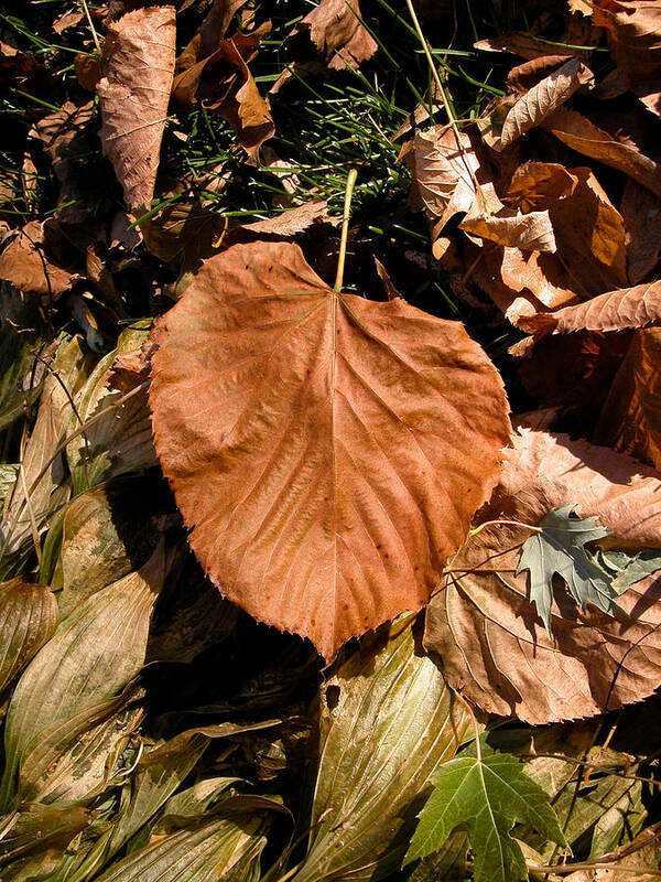 Leaf Art Print featuring the photograph Floating Leaf by Mike Evangelist