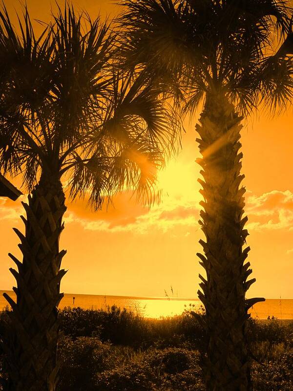 Palm Art Print featuring the photograph Florida Orange by Ian MacDonald