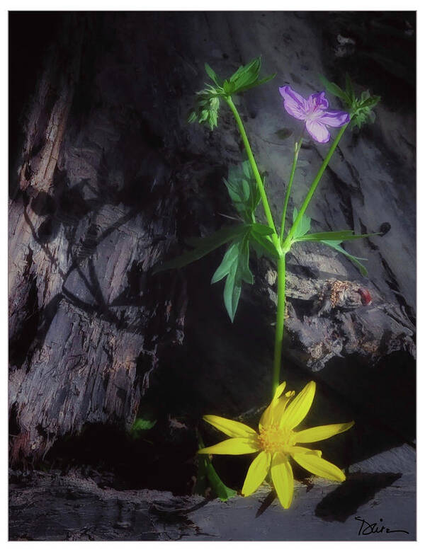 Wild Flowers Art Print featuring the photograph Forest Beauties by Peggy Dietz