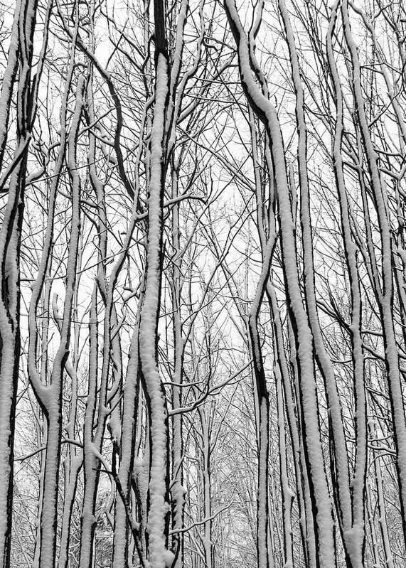 Snow Art Print featuring the photograph Forest of Infinity by Kathi Mirto