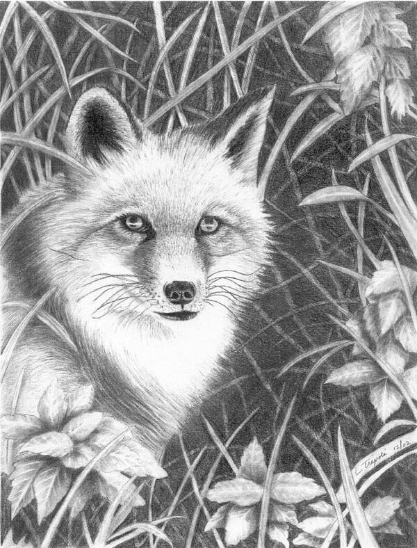 Wildlife Art Print featuring the drawing Fox by Lawrence Tripoli