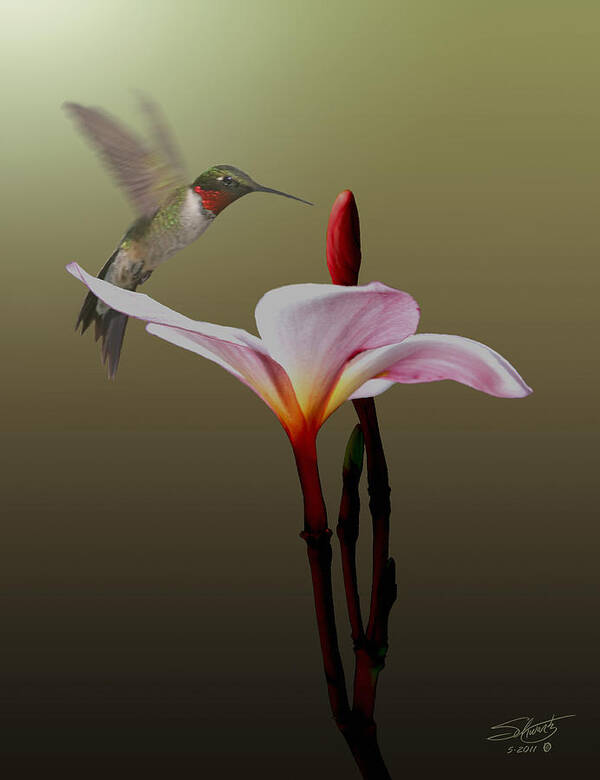 Hummingbird Art Print featuring the digital art Frangipani Flower and Hummingbird by M Spadecaller