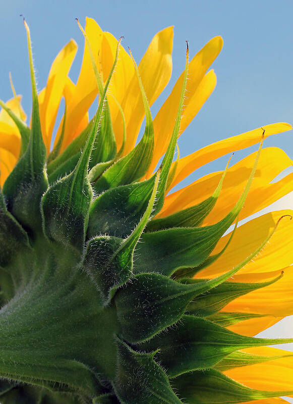 Flowers Art Print featuring the photograph From Behind by Christopher McKenzie