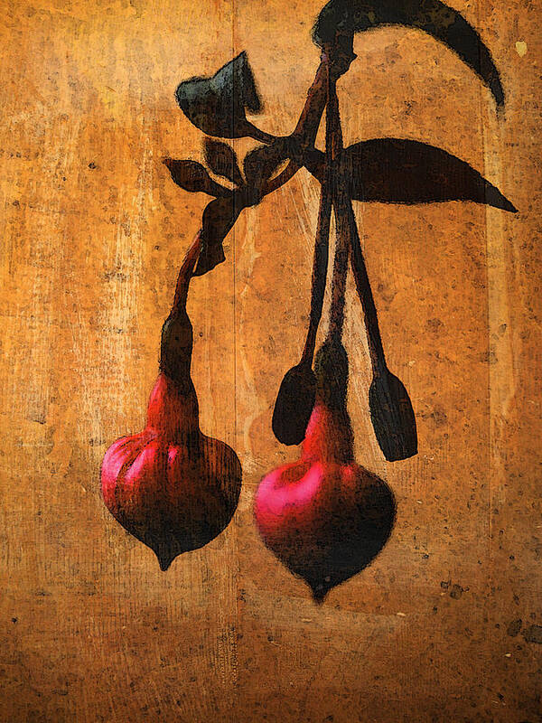 Fuchsia Art Print featuring the photograph Fuchsia at Dusk by Bonnie Bruno
