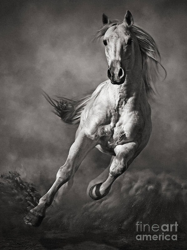 Horse Art Print featuring the photograph Galloping White Horse in Dust by Dimitar Hristov