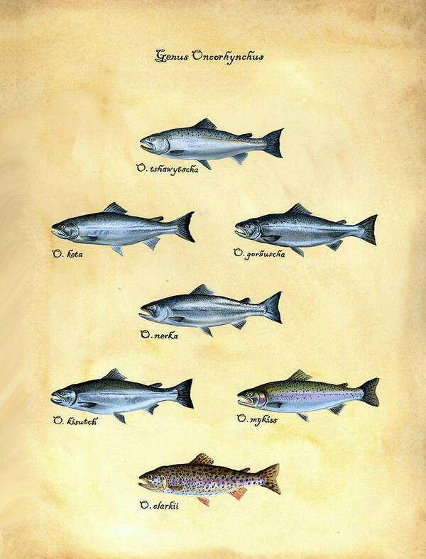 Salmon Art Print featuring the painting Genus oncorhynchus by Logan Parsons