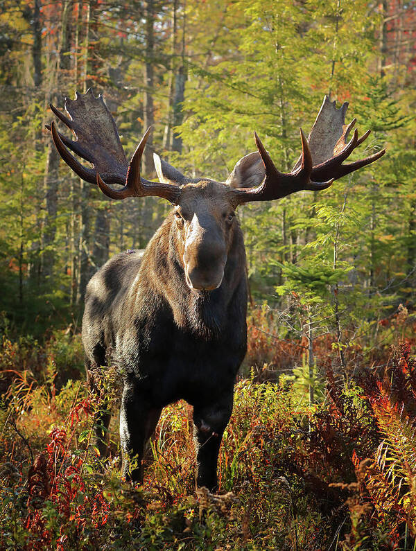Moose Art Print featuring the photograph Getting a Bit Too Close by Duane Cross