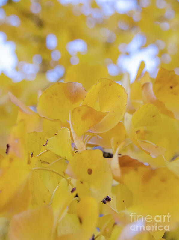 Nature Art Print featuring the photograph Ginkgo Yellow Leaves by Andrea Anderegg