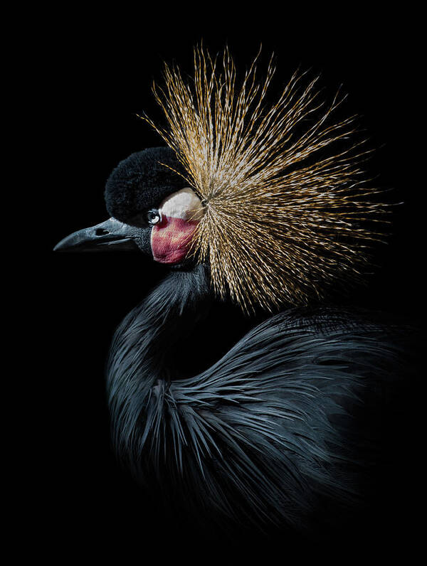 Bird Art Print featuring the photograph Golden Crown by Bruce Bonnett