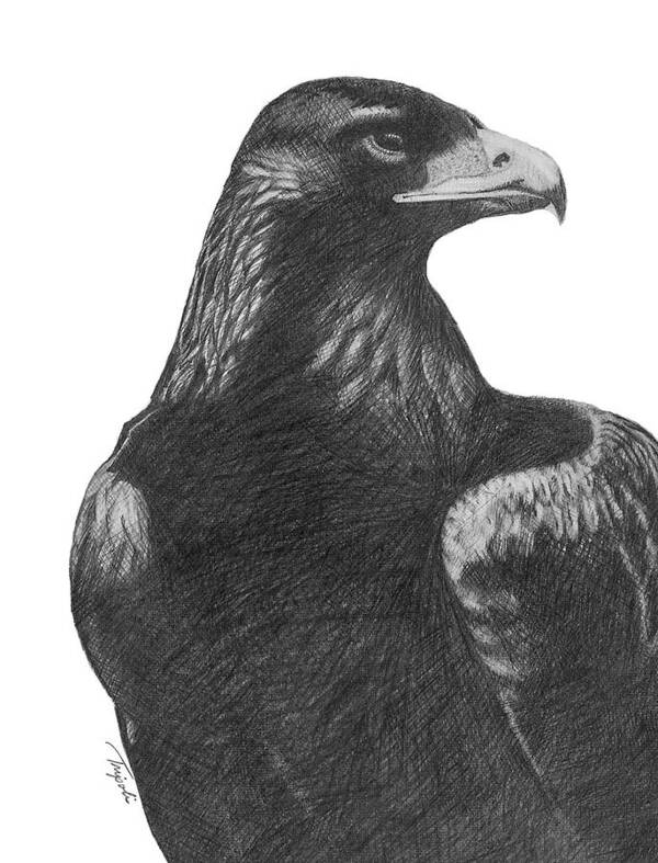 Wildlife Art Print featuring the drawing Golden Eagle by Lawrence Tripoli