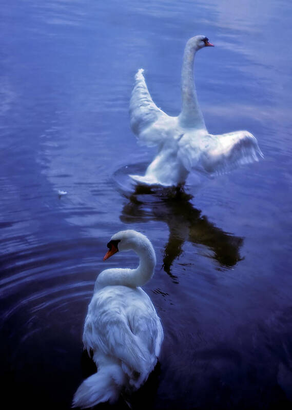 Swan Art Print featuring the photograph Graceful Swans by Marie Hicks