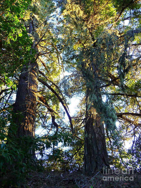 Trees Art Print featuring the photograph Grandmothers by JoAnn SkyWatcher