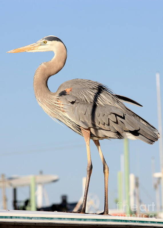 Heron Art Print featuring the photograph Great Blue Heron on Roof by Carol Groenen