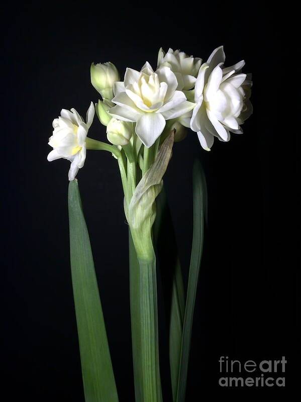 Photograph Art Print featuring the photograph Grow Tiny Paperwhites Narcissus Photograph by Delynn Addams by Delynn Addams