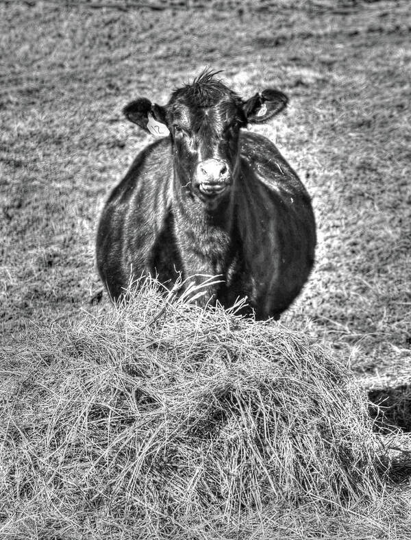 Cow Art Print featuring the photograph Having A Hay Day by J Laughlin