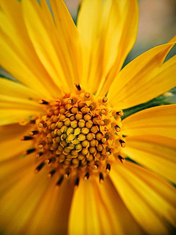 Sunflower Art Print featuring the photograph Heart and Soul by Brad Hodges