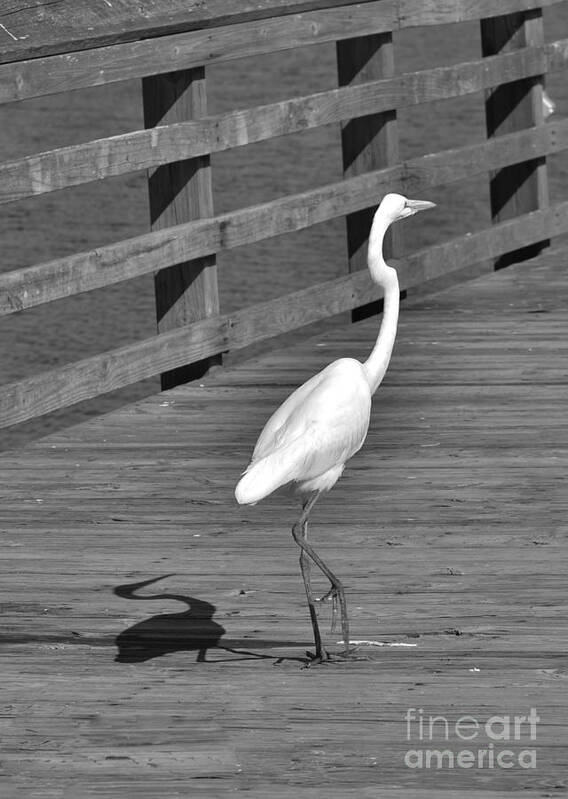  Art Print featuring the photograph Heron In Black and White by Bob Sample