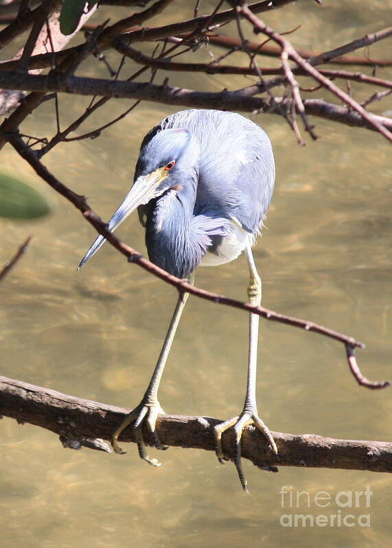 Tricolored Heron Art Print featuring the photograph Heron on Branch by Carol Groenen