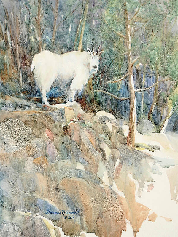 Mountain Goat Art Print featuring the painting High Society by Thomas Sorrell