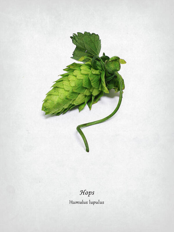 Hops Art Print featuring the photograph Hops by Mark Rogan